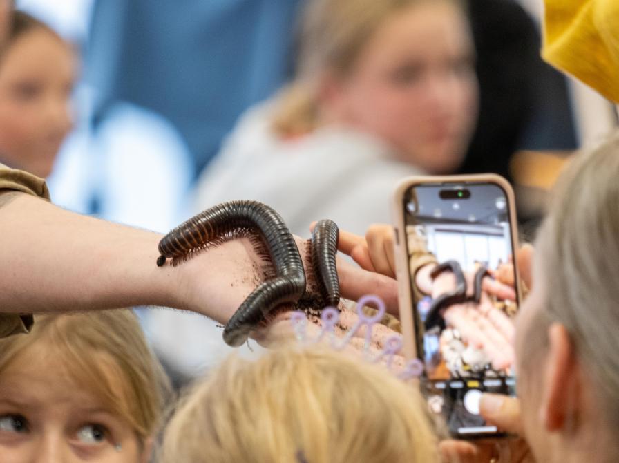 Børn rører ved et tusindben på Flensborg Bibliotek